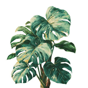 Vintage Monstera Plant V2 Vinyl Car Decal Sticker – Waterproof & UV-Resistant 3.4133333333333336" Vintage Monstera Plant V2 Vinyl Car Decal Sticker – Waterproof & UV-Resistant 3.4133333333333336"