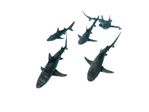 Sharks Swimming Vinyl Car Decal Sticker – Waterproof & UV-Resistant 3.0933333333333333"
