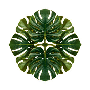 Monstera Kaleidoscope Vinyl Car Decal Sticker – Waterproof & UV-Resistant 6.826666666666667" Monstera Kaleidoscope Vinyl Car Decal Sticker – Waterproof & UV-Resistant 6.826666666666667"