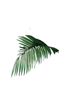 Tropical Palm Fronds Vinyl Car Decal Sticker – Waterproof & UV-Resistant 4.4