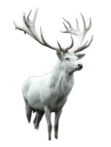 Majestic White Stag V7 Vinyl Car Decal Sticker – Waterproof & UV-Resistant 8.213333333333333" Majestic White Stag V7 Vinyl Car Decal Sticker – Waterproof & UV-Resistant 8.213333333333333"