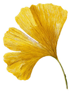 Golden Ginkgo Leaf Vinyl Car Decal Sticker – Waterproof & UV-Resistant 4.1066666666666665"