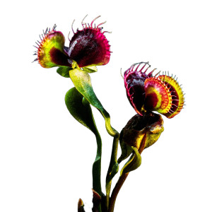 Carnivorous Plant Bloom Vinyl Car Decal Sticker – Waterproof & UV-Resistant 3.4133333333333336"