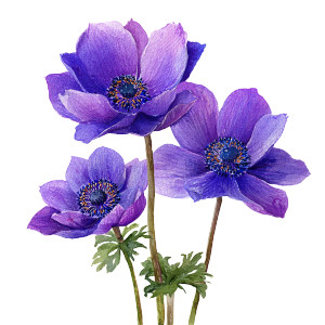 Purple Anemone Flowers Vinyl Car Decal Sticker – Waterproof & UV-Resistant 3.4133333333333336"