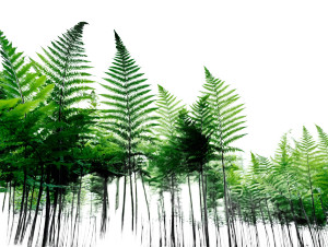 Fern Forest Vinyl Car Decal Sticker – Waterproof & UV-Resistant 6.1866666666666665" Fern Forest Vinyl Car Decal Sticker – Waterproof & UV-Resistant 6.1866666666666665"