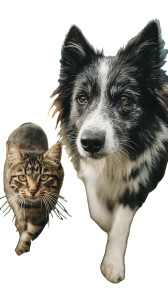 Playing Pets Prairie Vinyl Car Decal Sticker – Waterproof & UV-Resistant 4.8533333333333335"