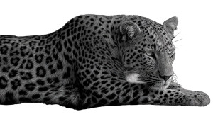 Female Leopard Side Vinyl Car Decal Sticker – Waterproof & UV-Resistant 2.72"