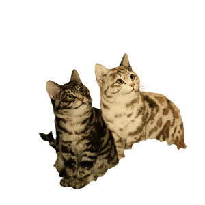 Japanese Cat Painting V2 Vinyl Car Decal Sticker – Waterproof & UV-Resistant 3.4133333333333336"