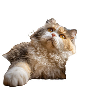 Curly Calico Cat Vinyl Car Decal Sticker – Waterproof & UV-Resistant 3.4133333333333336" Curly Calico Cat Vinyl Car Decal Sticker – Waterproof & UV-Resistant 3.4133333333333336"
