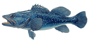 Blue Iridescent Fish Vinyl Car Decal Sticker – Waterproof & UV-Resistant 2.56" Blue Iridescent Fish Vinyl Car Decal Sticker – Waterproof & UV-Resistant 2.56"