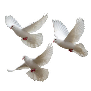 White Doves Flying V4 Vinyl Car Decal Sticker – Waterproof & UV-Resistant 3.4133333333333336" White Doves Flying V4 Vinyl Car Decal Sticker – Waterproof & UV-Resistant 3.4133333333333336"