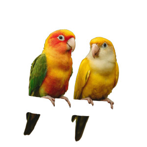 Adorable Parrots Vinyl Car Decal Sticker – Waterproof & UV-Resistant 3.4133333333333336" Adorable Parrots Vinyl Car Decal Sticker – Waterproof & UV-Resistant 3.4133333333333336"