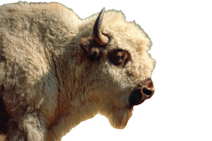 White Bison Portrait Vinyl Car Decal Sticker – Waterproof & UV-Resistant 2.986666666666667"