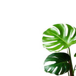 Monstera Plant V2 Vinyl Car Decal Sticker – Waterproof & UV-Resistant 3.4133333333333336" Monstera Plant V2 Vinyl Car Decal Sticker – Waterproof & UV-Resistant 3.4133333333333336"