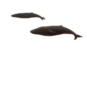Flying Whales Sky Vinyl Car Decal Sticker – Waterproof & UV-Resistant 3.4133333333333336" Flying Whales Sky Vinyl Car Decal Sticker – Waterproof & UV-Resistant 3.4133333333333336"