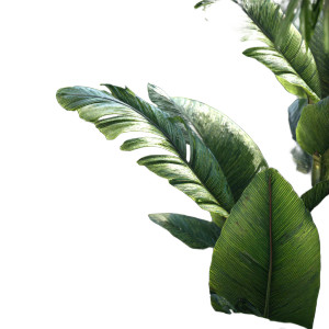 Jungle Leaves V2 Vinyl Car Decal Sticker – Waterproof & UV-Resistant 3.4133333333333336" Jungle Leaves V2 Vinyl Car Decal Sticker – Waterproof & UV-Resistant 3.4133333333333336"