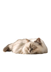 Sleeping Ragdoll Cat V3 Vinyl Car Decal Sticker – Waterproof & UV-Resistant 4.32"