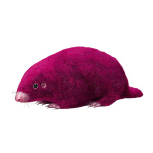 Magenta Mole Vinyl Car Decal Sticker – Waterproof & UV-Resistant 3.4133333333333336"