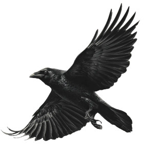 Nordic Crow Vinyl Car Decal Sticker – Waterproof & UV-Resistant 3.4133333333333336"