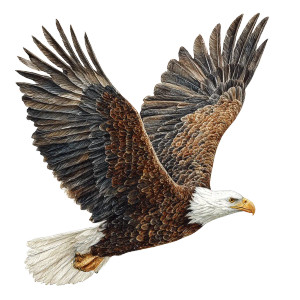 Majestic Bald Eagle V20 Vinyl Car Decal Sticker – Waterproof & UV-Resistant 6.826666666666667" Majestic Bald Eagle V20 Vinyl Car Decal Sticker – Waterproof & UV-Resistant 6.826666666666667"