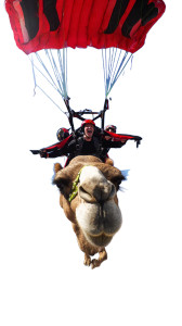 Skydiving Camel Vinyl Car Decal Sticker – Waterproof & UV-Resistant 9.706666666666667"