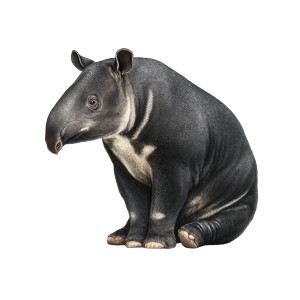 Malayan Tapir Sitting Vinyl Car Decal Sticker – Waterproof & UV-Resistant 3.4133333333333336"