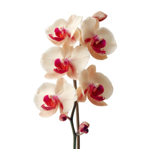 Blooming Orchid Arrangement Vinyl Car Decal Sticker – Waterproof & UV-Resistant 3.4133333333333336" Blooming Orchid Arrangement Vinyl Car Decal Sticker – Waterproof & UV-Resistant 3.4133333333333336"