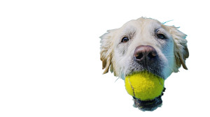 Happy Golden Retriever V38 Vinyl Car Decal Sticker – Waterproof & UV-Resistant 2.72"