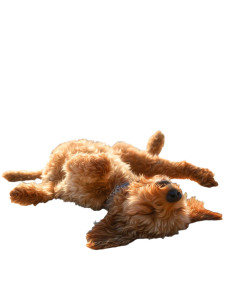 Playful Goldendoodle Beach Vinyl Car Decal Sticker – Waterproof & UV-Resistant 8.213333333333333"