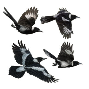 Magpies In Flight Vinyl Car Decal Sticker – Waterproof & UV-Resistant 6.826666666666667" Magpies In Flight Vinyl Car Decal Sticker – Waterproof & UV-Resistant 6.826666666666667"