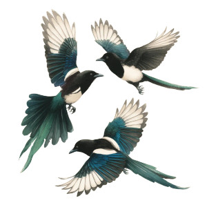 Elegant Magpies Flight Vinyl Car Decal Sticker – Waterproof & UV-Resistant 6.826666666666667"