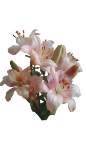 Lily Bouquet Vinyl Car Decal Sticker – Waterproof & UV-Resistant 4.8533333333333335" Lily Bouquet Vinyl Car Decal Sticker – Waterproof & UV-Resistant 4.8533333333333335"