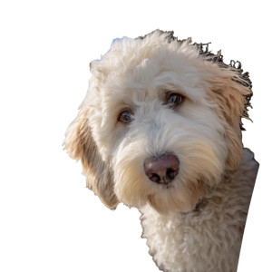 Labradoodle On Jet Vinyl Car Decal Sticker – Waterproof & UV-Resistant 3.4133333333333336" Labradoodle On Jet Vinyl Car Decal Sticker – Waterproof & UV-Resistant 3.4133333333333336"