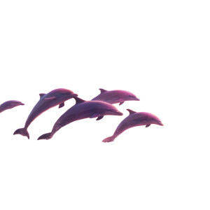 Colorful Leaping Dolphins Vinyl Car Decal Sticker – Waterproof & UV-Resistant 3.4133333333333336"