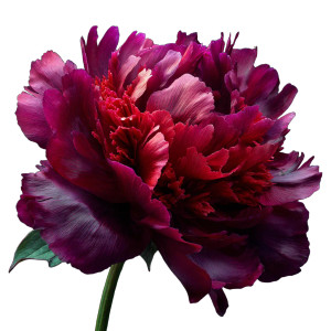 Purple Red Peony Vinyl Car Decal Sticker – Waterproof & UV-Resistant 6.826666666666667"
