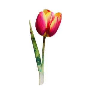 Watercolour Tulip Vinyl Car Decal Sticker – Waterproof & UV-Resistant 6.826666666666667"