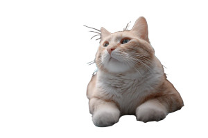 Space Cat V45 Vinyl Car Decal Sticker – Waterproof & UV-Resistant 2.986666666666667"