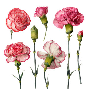 Delicate Carnation Flowers Vinyl Car Decal Sticker – Waterproof & UV-Resistant 3.4133333333333336" Delicate Carnation Flowers Vinyl Car Decal Sticker – Waterproof & UV-Resistant 3.4133333333333336"