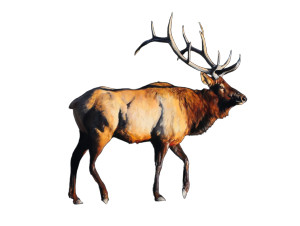 Golden Hour Elk Vinyl Car Decal Sticker – Waterproof & UV-Resistant 6.1866666666666665"