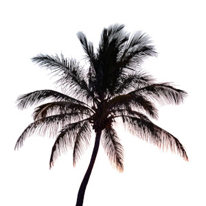 Tropical Palm Silhouette Vinyl Car Decal Sticker – Waterproof & UV-Resistant 6.826666666666667"