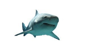 Shark Vinyl Car Decal Sticker – Waterproof & UV-Resistant 5.4