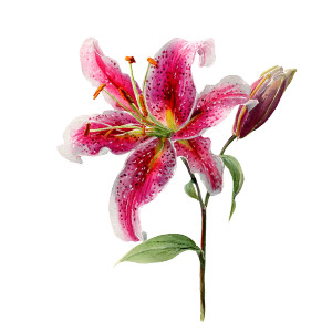 Lily Flower Vinyl Car Decal Sticker – Waterproof & UV-Resistant 3.4133333333333336" Lily Flower Vinyl Car Decal Sticker – Waterproof & UV-Resistant 3.4133333333333336"