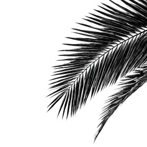 Palm Tree Leaf V2 Vinyl Car Decal Sticker – Waterproof & UV-Resistant 6.826666666666667"
