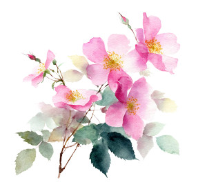 Rugosa Rose Blooming Vinyl Car Decal Sticker – Waterproof & UV-Resistant 6.826666666666667"