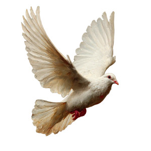 White Dove Flight V2 Vinyl Car Decal Sticker – Waterproof & UV-Resistant 3.4133333333333336"