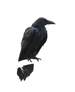 Spooky Raven Vinyl Car Decal Sticker – Waterproof & UV-Resistant 8.106666666666667"