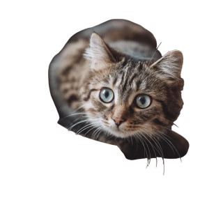 Cute Cat V77 Vinyl Car Decal Sticker – Waterproof & UV-Resistant 3.4133333333333336"