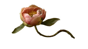 Newborn In Peony Vinyl Car Decal Sticker – Waterproof & UV-Resistant 2.72" Newborn In Peony Vinyl Car Decal Sticker – Waterproof & UV-Resistant 2.72"