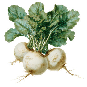 Vintage Turnips Illustration Vinyl Car Decal Sticker – Waterproof & UV-Resistant 3.4133333333333336"