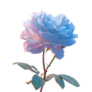 Sky Blue Rose Vinyl Car Decal Sticker – Waterproof & UV-Resistant 3.4133333333333336"